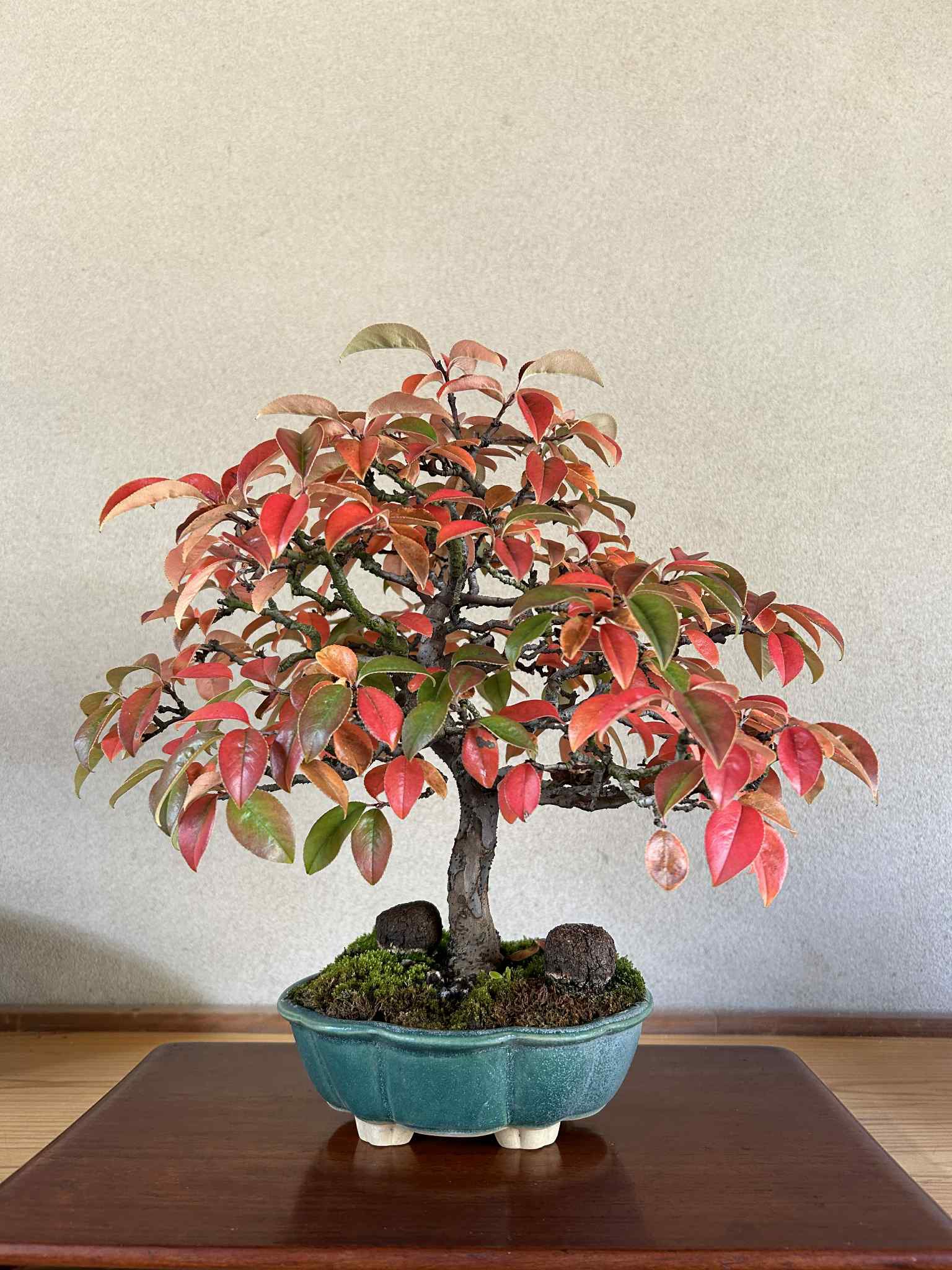 紅葉を楽しむ　雑木盆栽